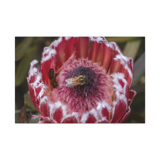 Feeding Bee Canvas Print