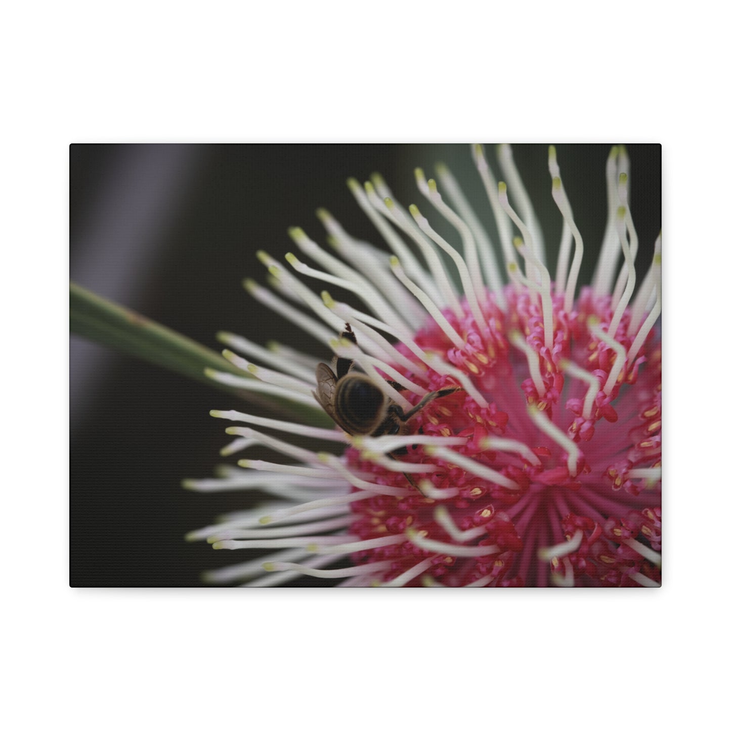 Pin Cushion Canvas Print