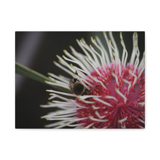 Pin Cushion Canvas Print