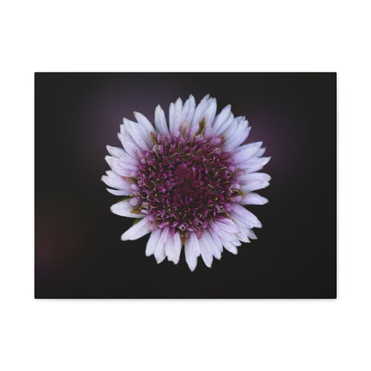 Pink Daisy Canvas Print