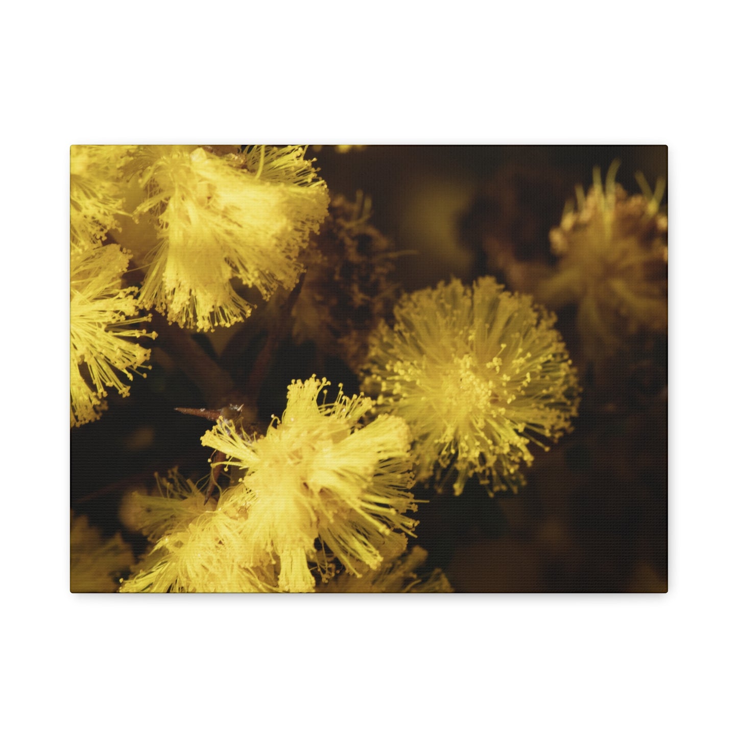 Wattle Canvas Print