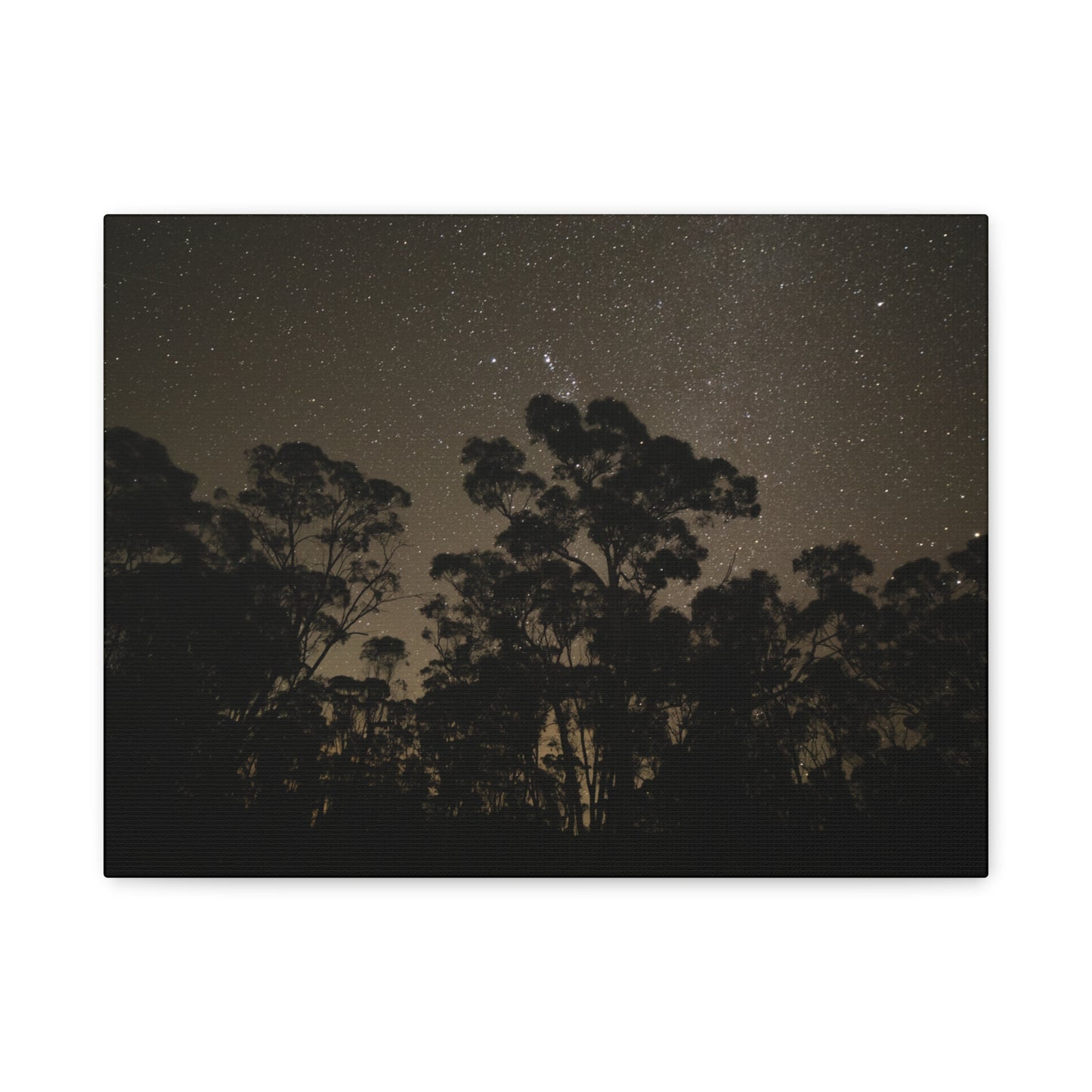 Dryandra Skies 2 Canvas Print