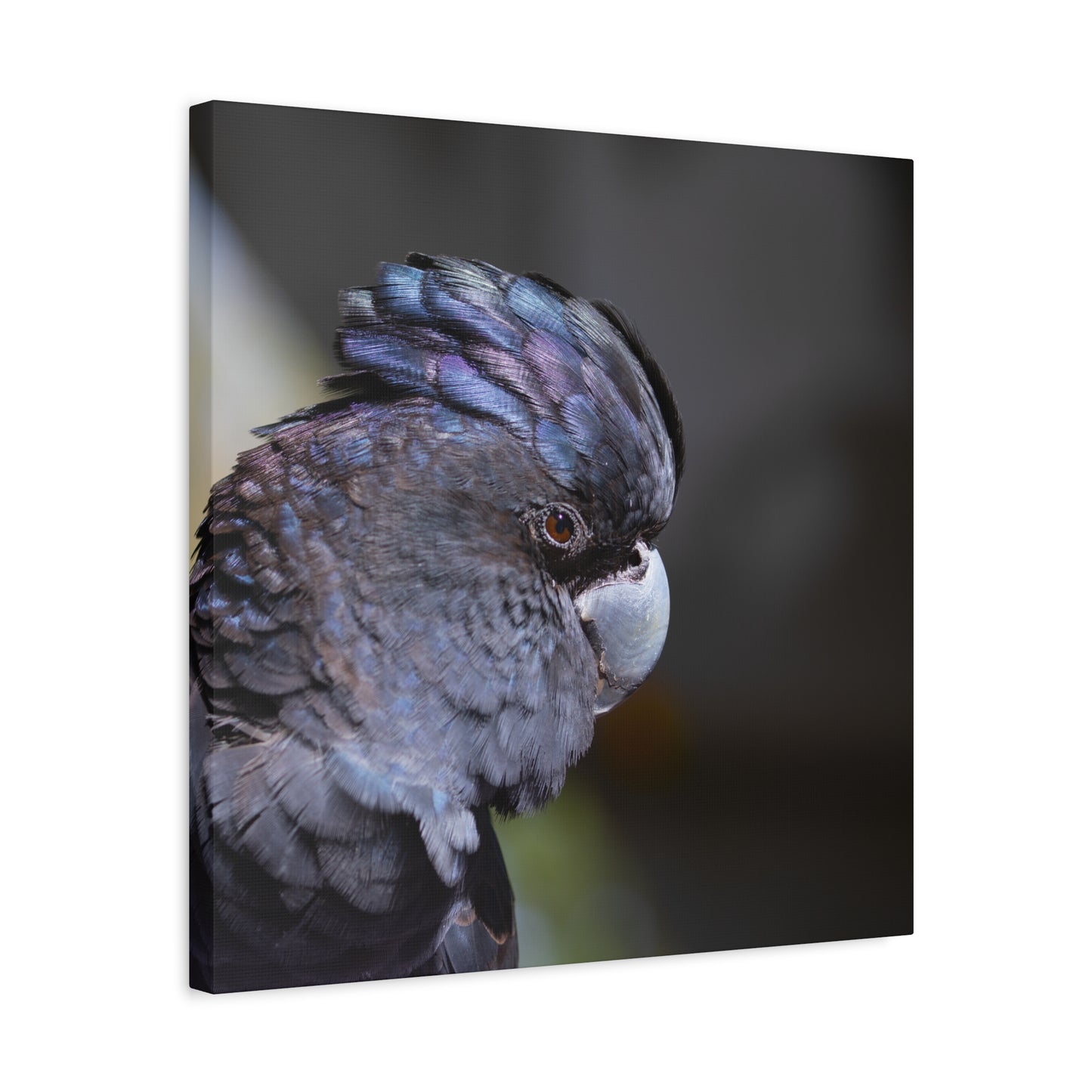 Black Big 2 Canvas Print